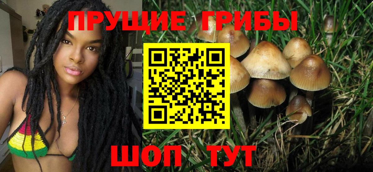 Псилоцибиновые грибы Psilocybe Электросталь